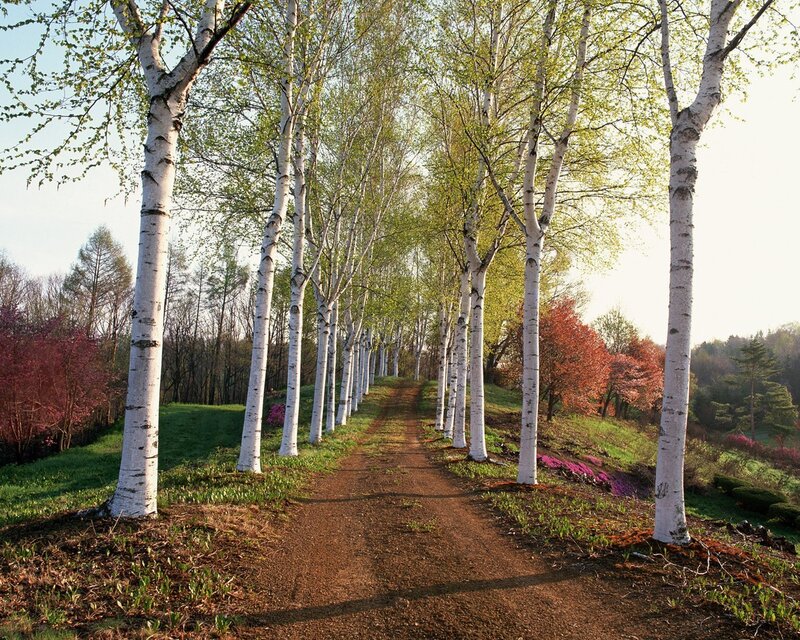 Birch Tree Pathway