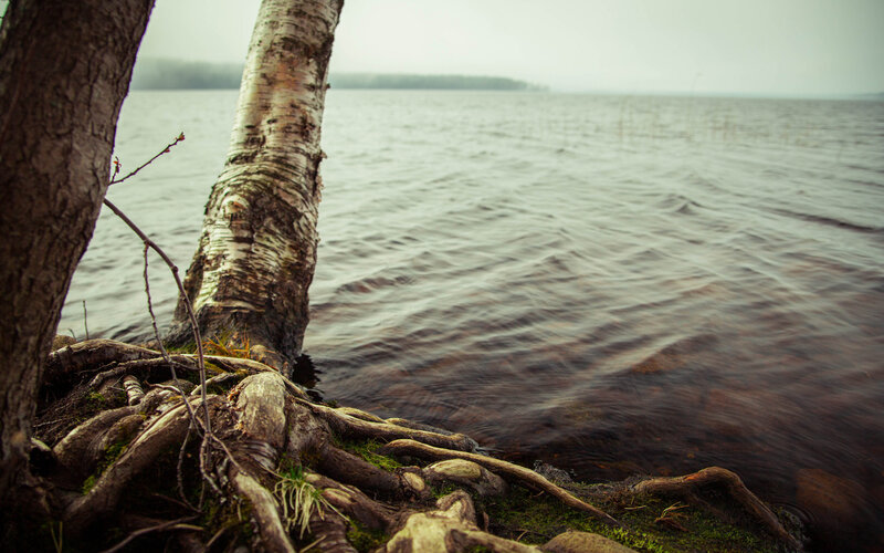 Birch Tree Roots by Lake