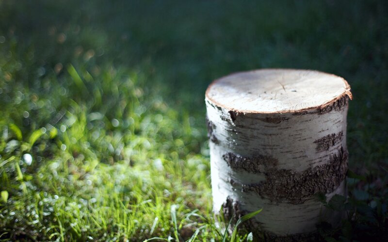 birch tree stump in grass