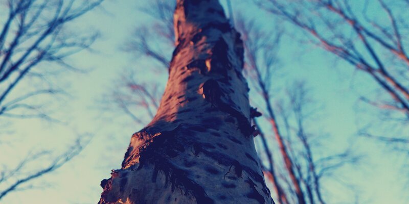 Birch Tree Trunk — Blue