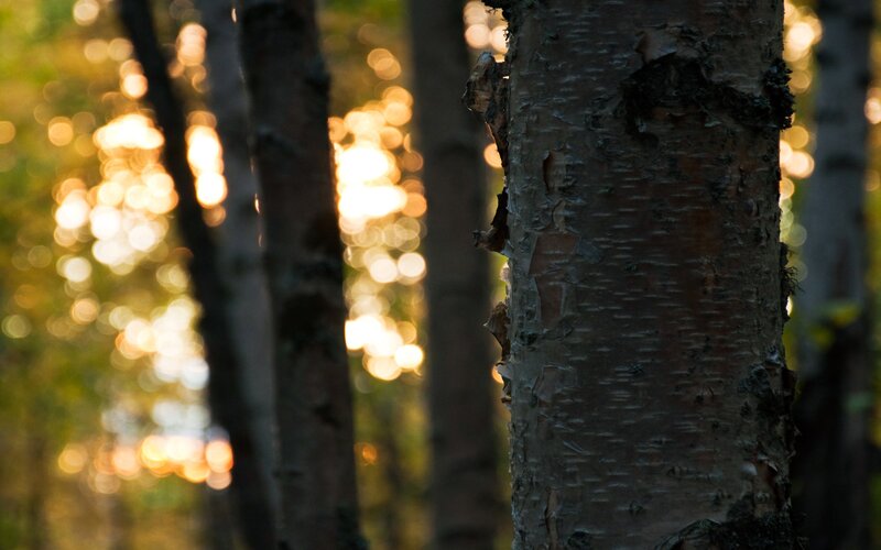 Birch Tree Trunk — Brown, Serene, Sunset