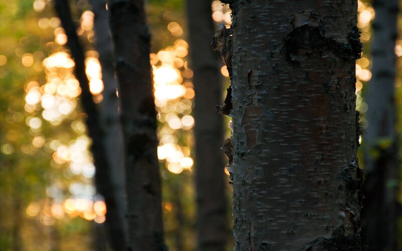 Birch Tree Trunk — Brown, Serene