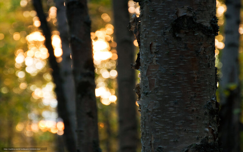 Birch Tree Trunk — Brown