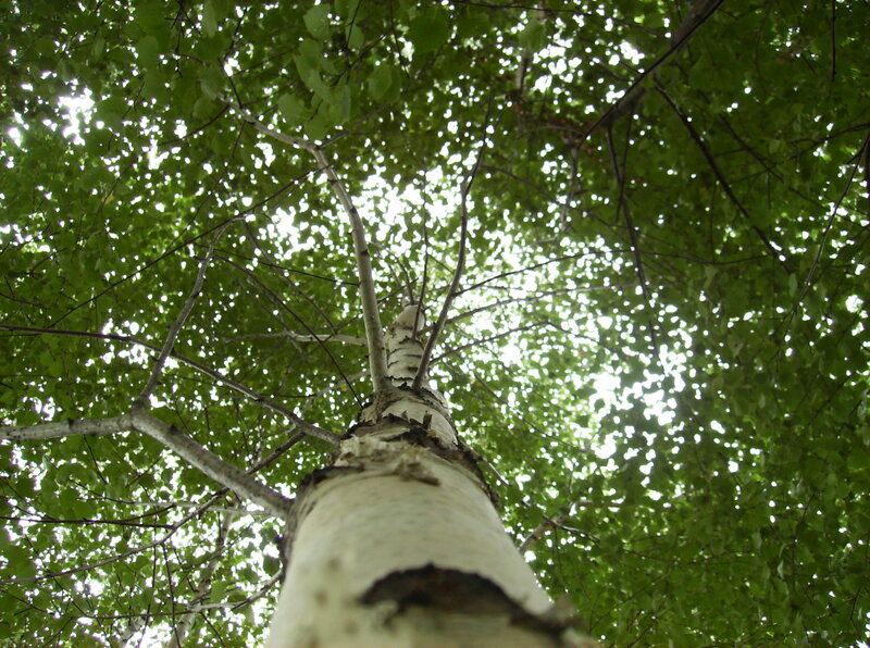 Birch Tree Trunk