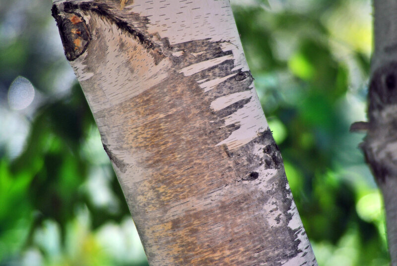 Birch Tree Trunk — White, Natural