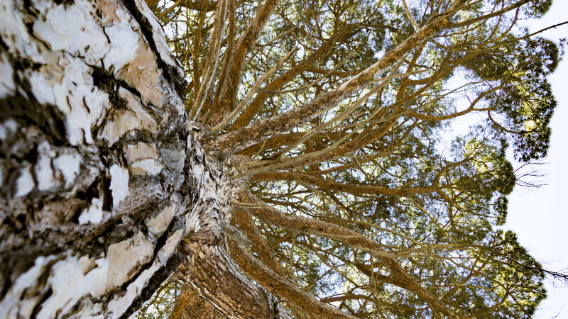 Birch Tree Trunk — White, Serene, Afternoon