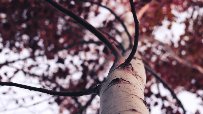 Birch Tree Trunk — White, Serene, Autumn