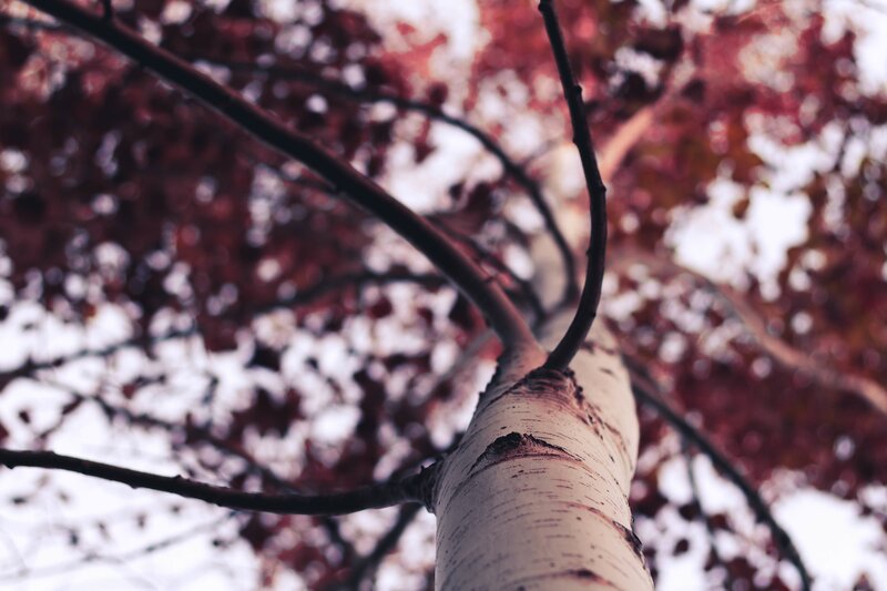 Birch Tree Trunk — White, Serene