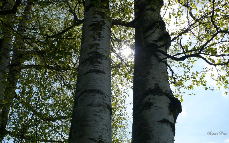 Birch Tree Trunks