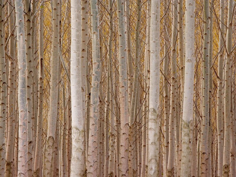 Birch Tree Trunks — White, Serene