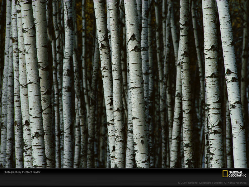 Birch Tree Trunks — White