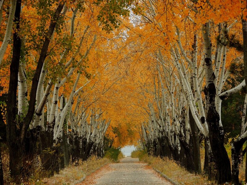 Birch Tree Tunnel