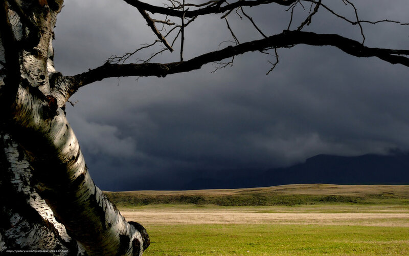 Birch tree under stormy sky