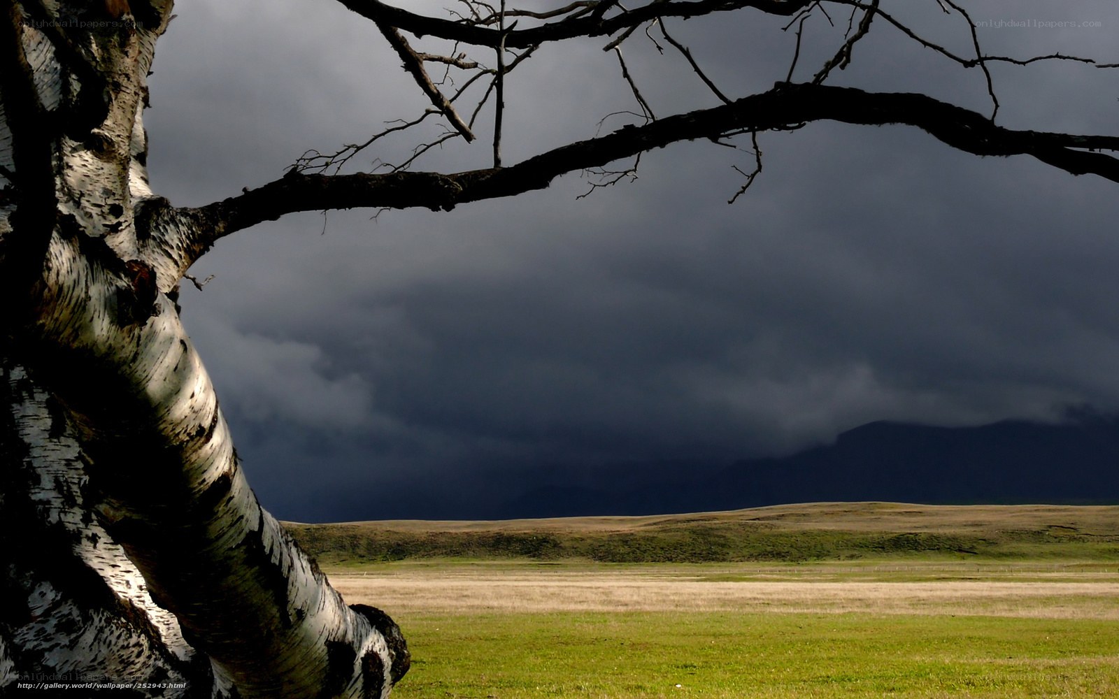 Birch tree under stormy sky