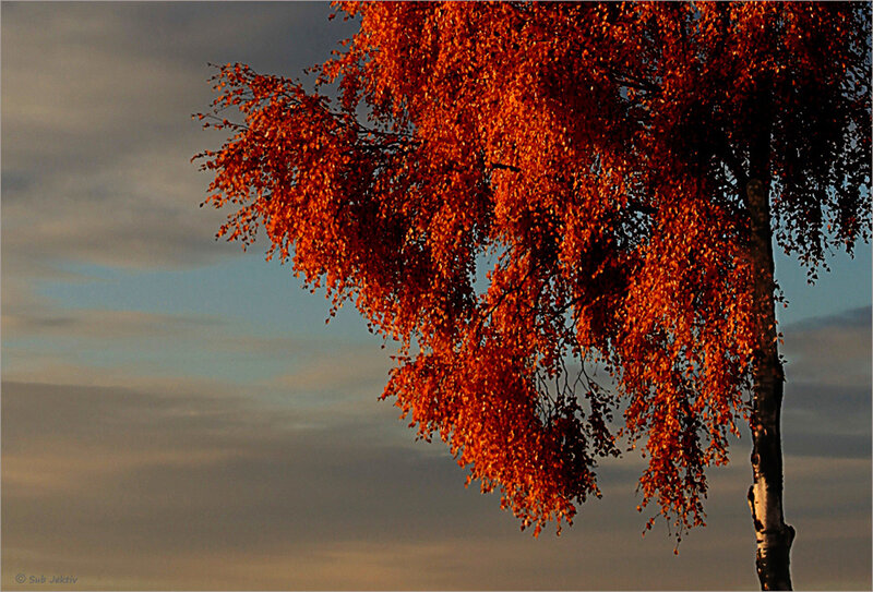 Birch Tree with Autumn Leaves