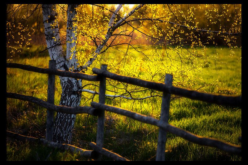 Birch Tree with Fence