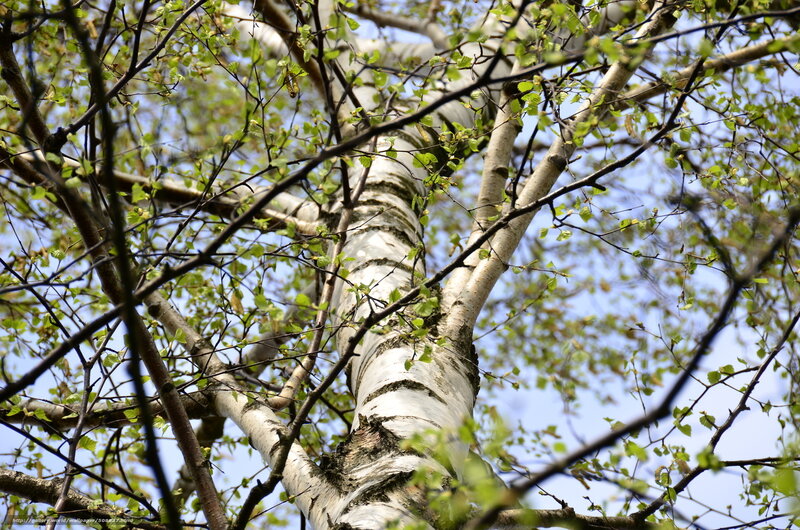 Birch tree with fresh leaves