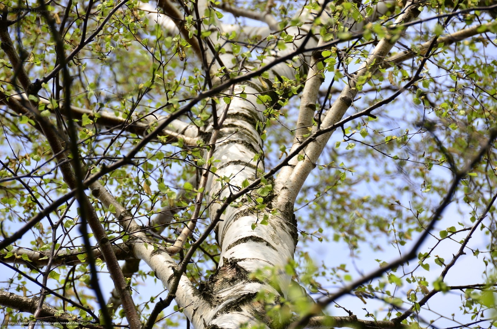 Birch tree with fresh leaves