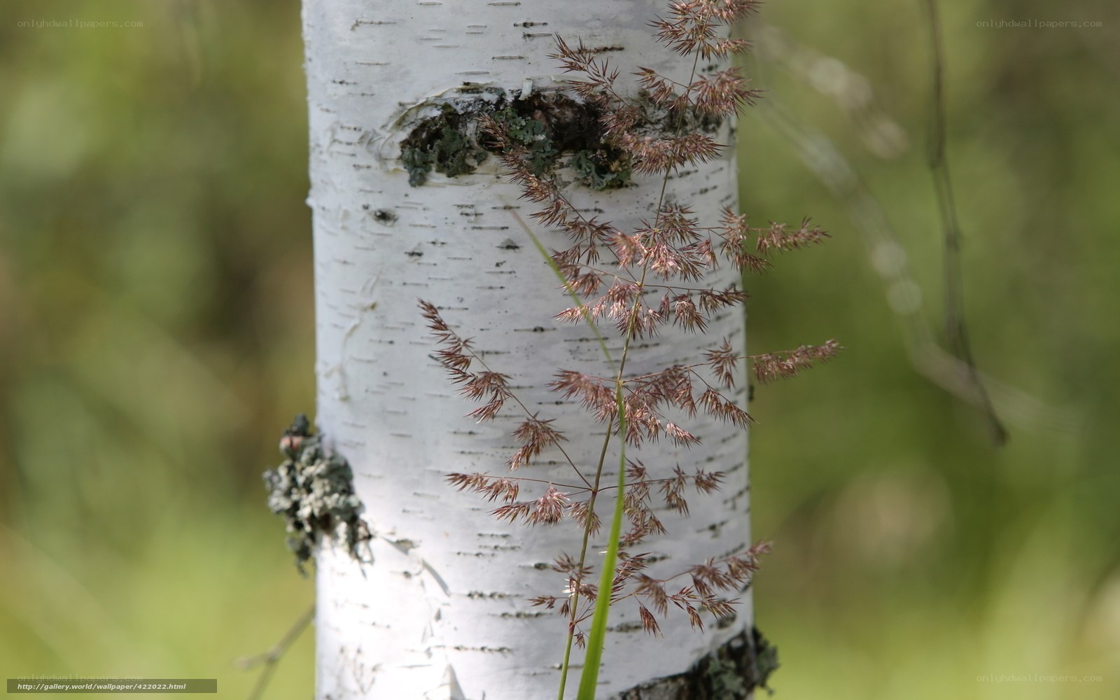 Birch tree with grass