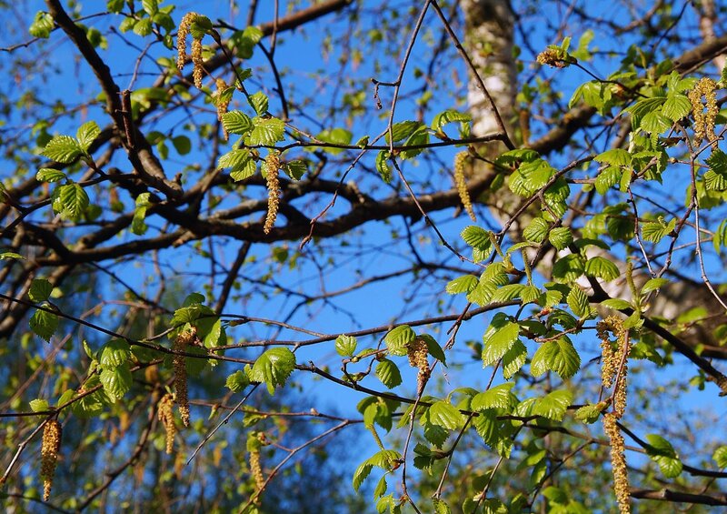 Birch tree with new leaves