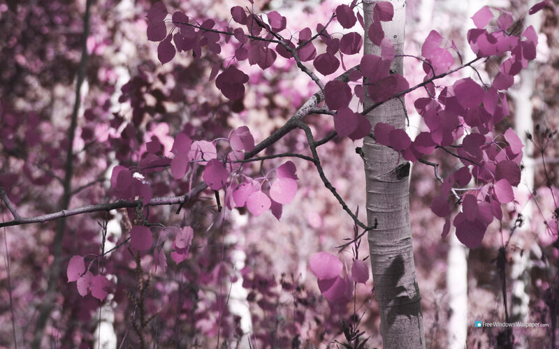 Birch Tree with Pink Leaves