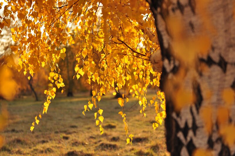 Birch Tree with Yellow Leaves