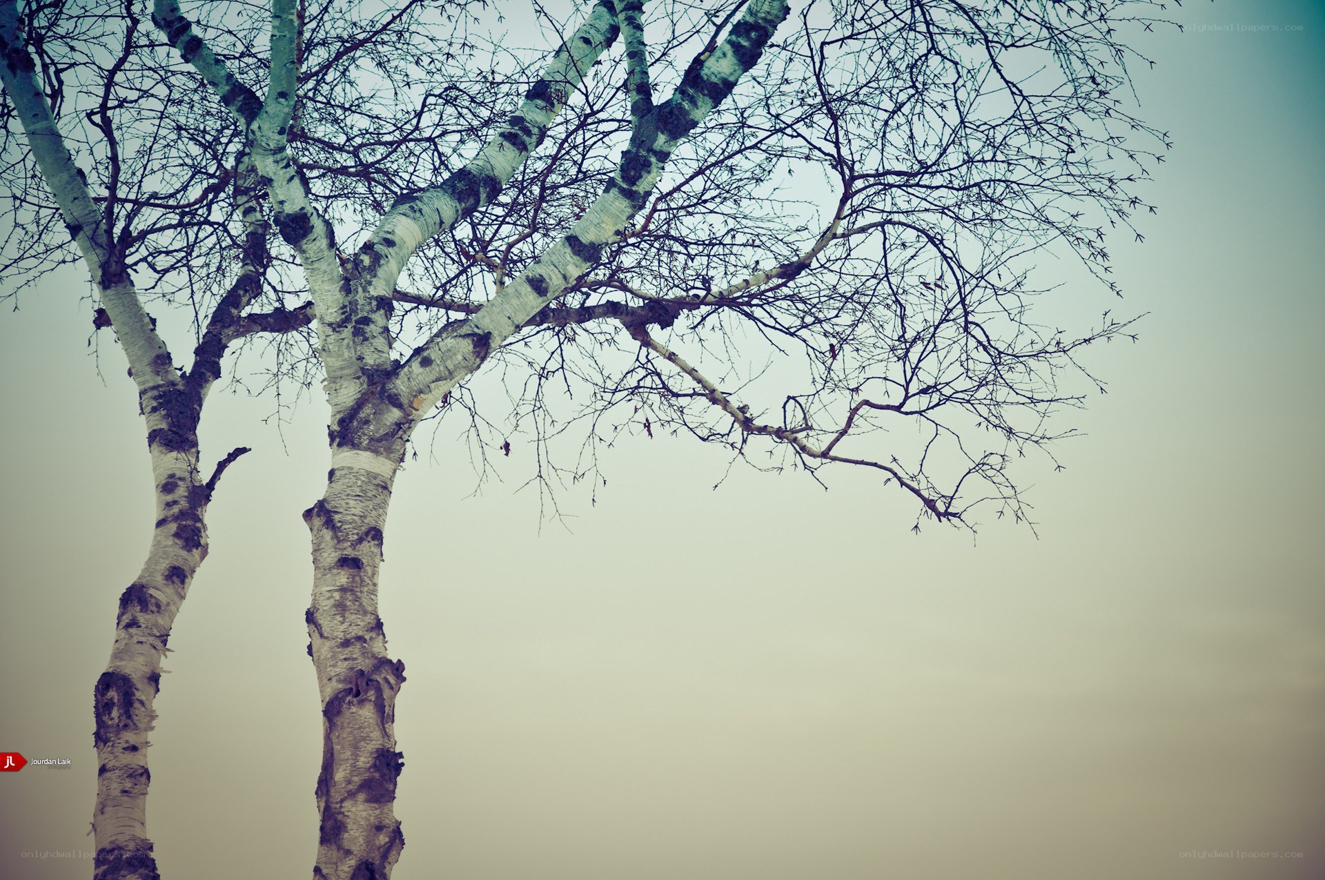 Birch trees against a pale sky