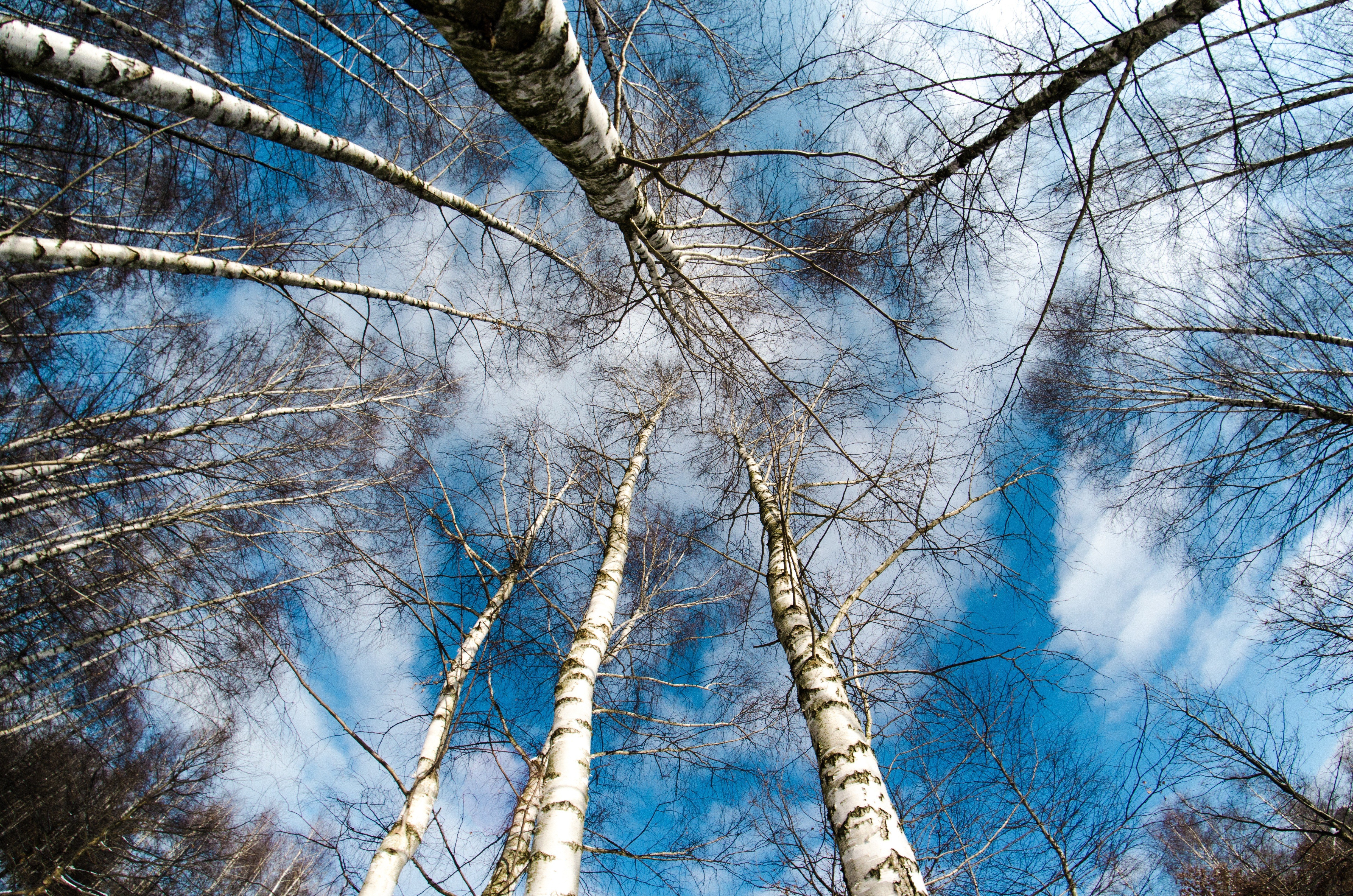 Birch trees against blue sky