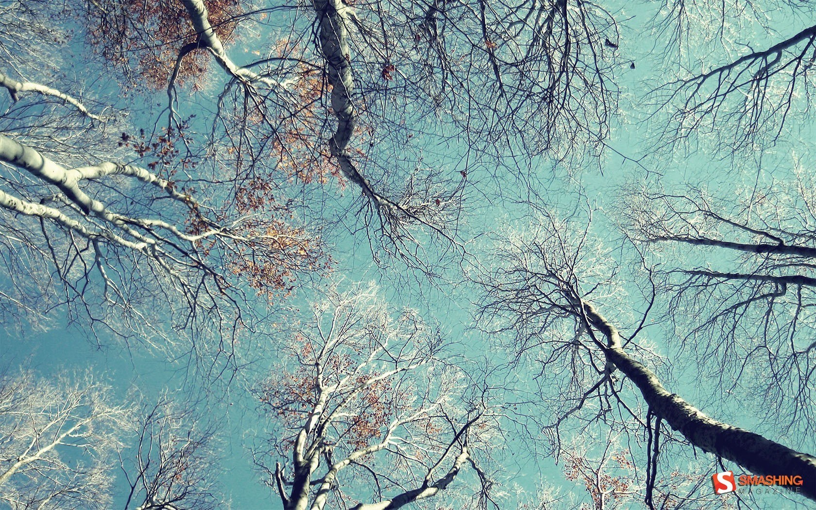 Birch trees against blue sky