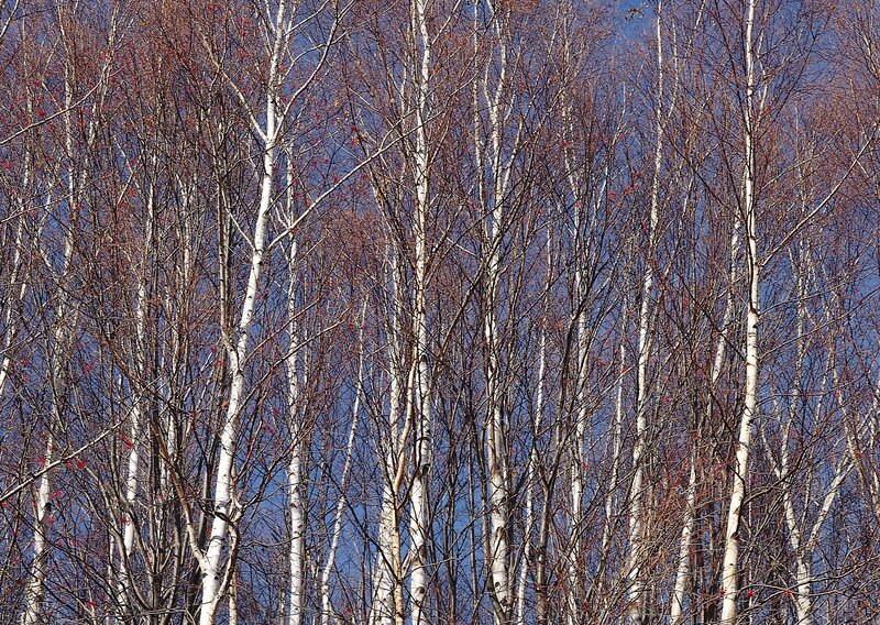 Birch trees against blue sky