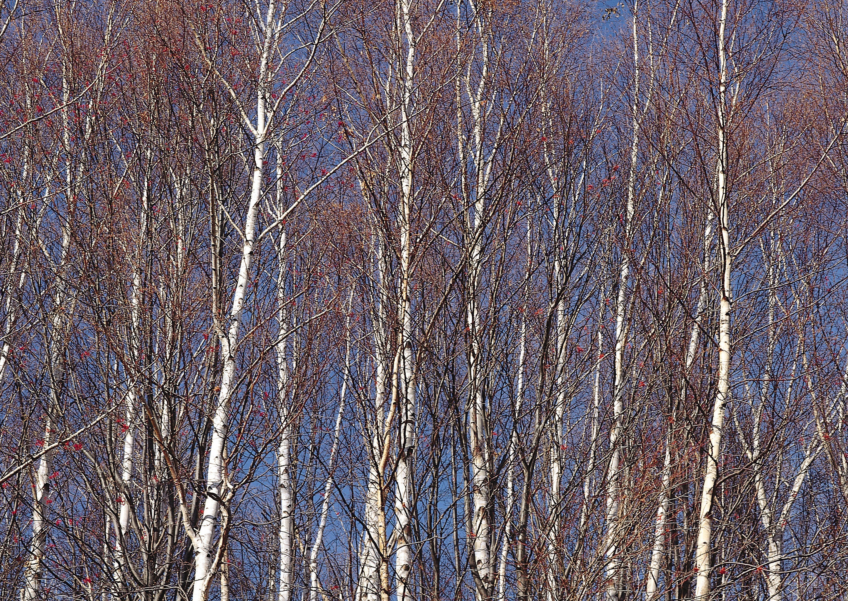 Birch trees against blue sky
