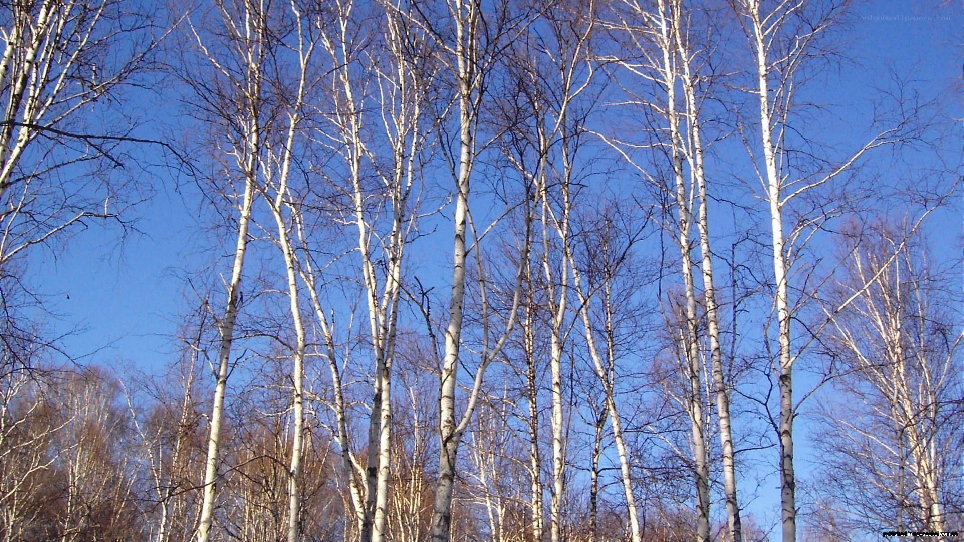 Birch trees against blue sky