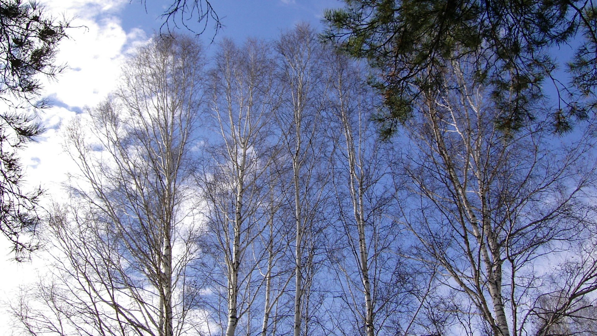 Birch trees against blue sky