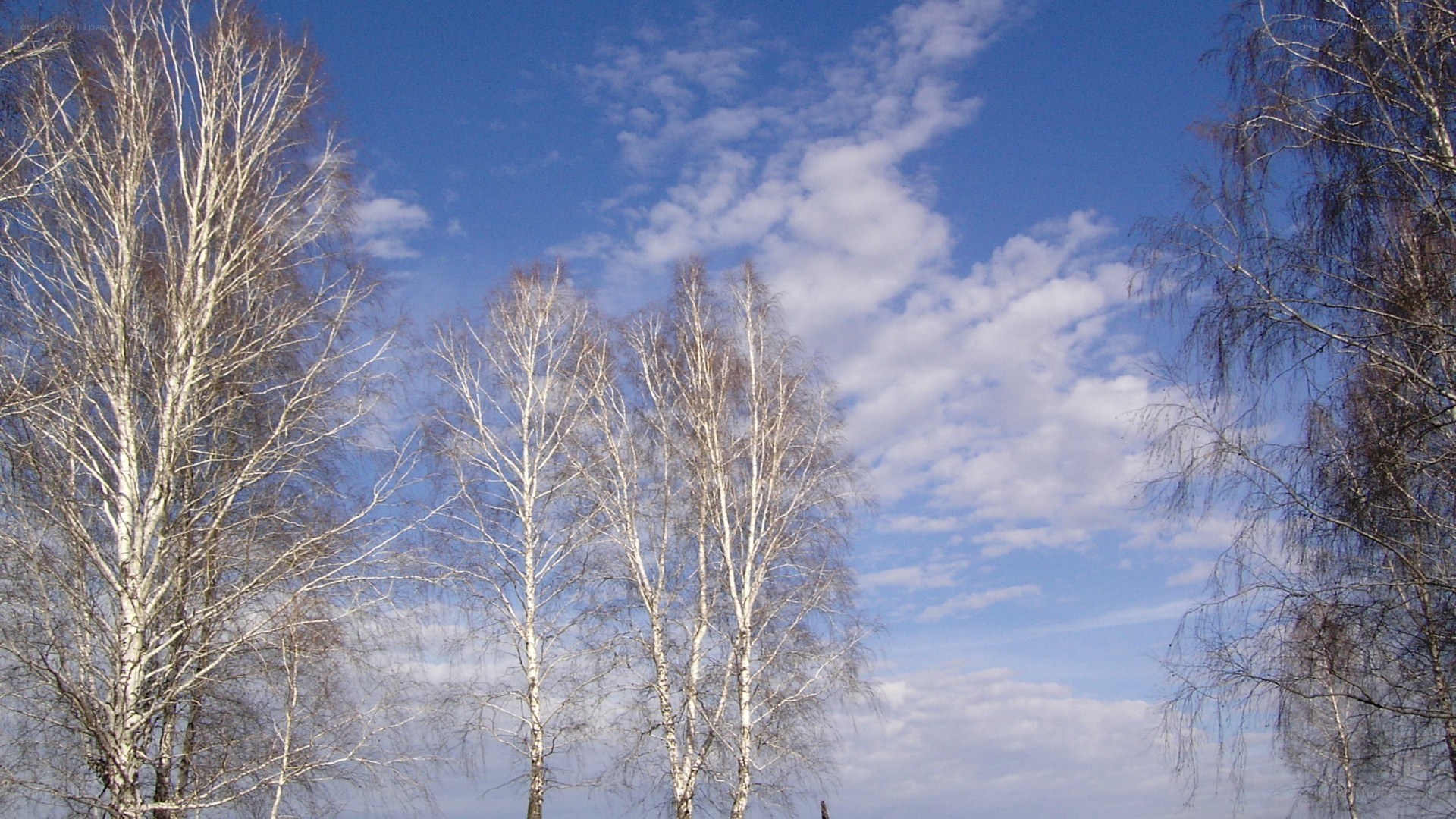 Birch trees against blue sky
