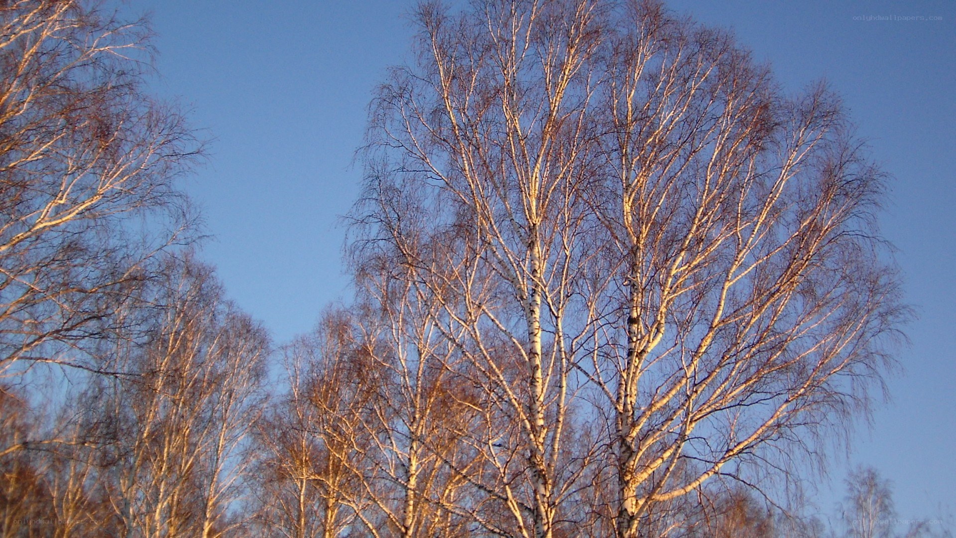 Birch trees against blue sky