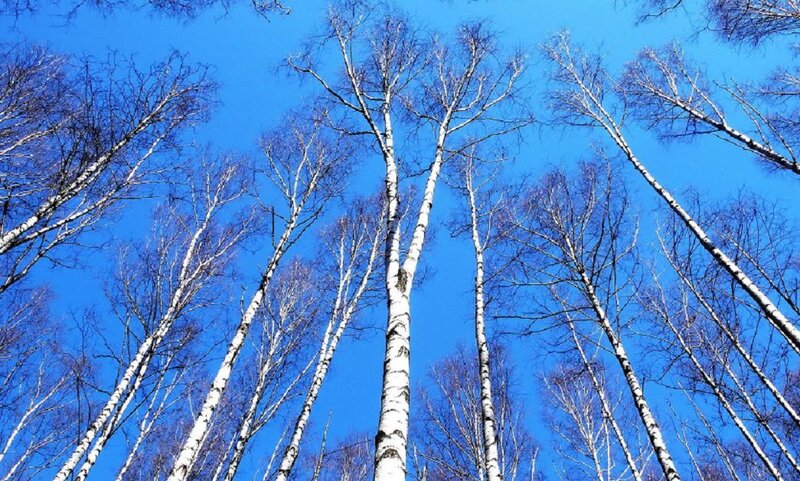 Birch Trees Against Blue Sky — Serene