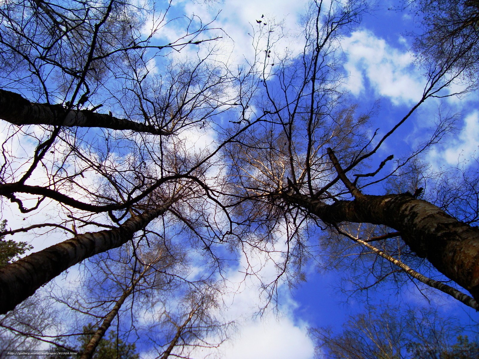 Birch trees against blue sky