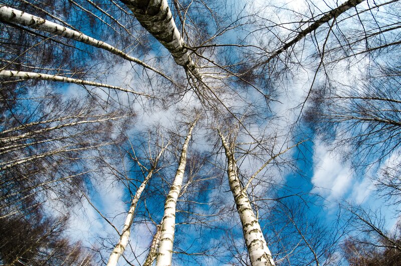 Birch Trees Against Sky