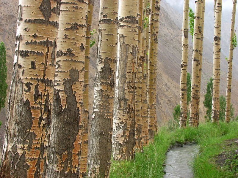 Birch trees along a stream