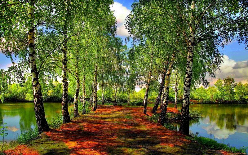Birch Trees Along River — Green, Serene, Afternoon, Photograph, Path, Sky