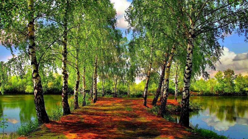 Birch Trees Along River — Green, Serene, Afternoon