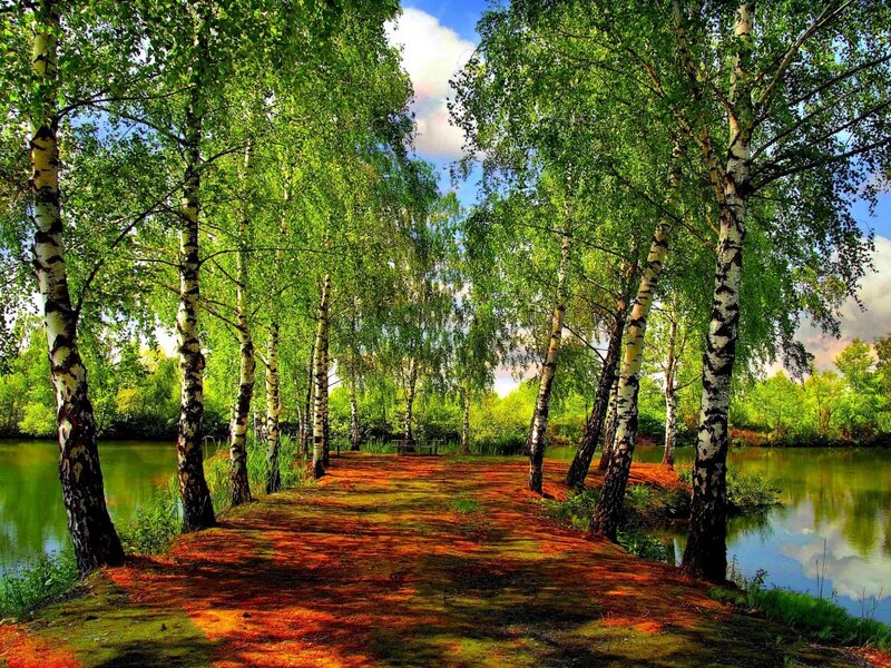 Birch Trees Along River — Green, Serene