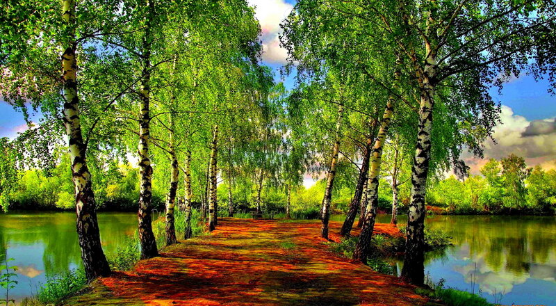 Birch Trees Along River — Green