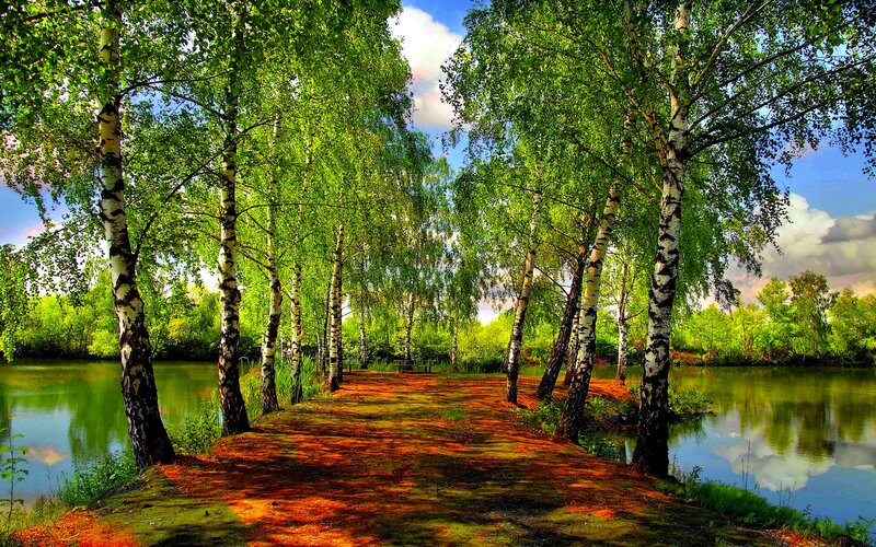 Birch Trees Along River