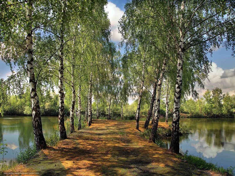 Birch Trees Along Riverbank