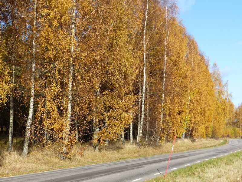 Birch Trees Along Road