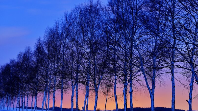 Birch Trees at Dusk