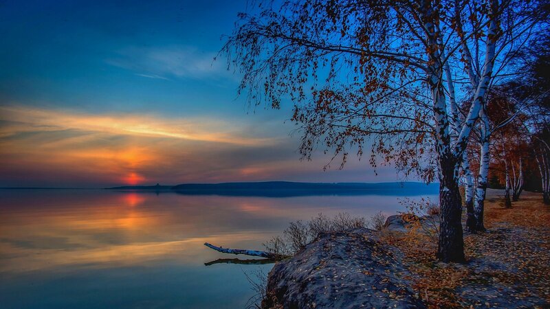 Birch Trees at Lake Shore