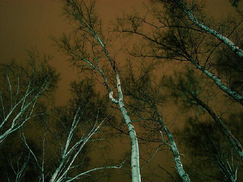 Birch Trees at Night