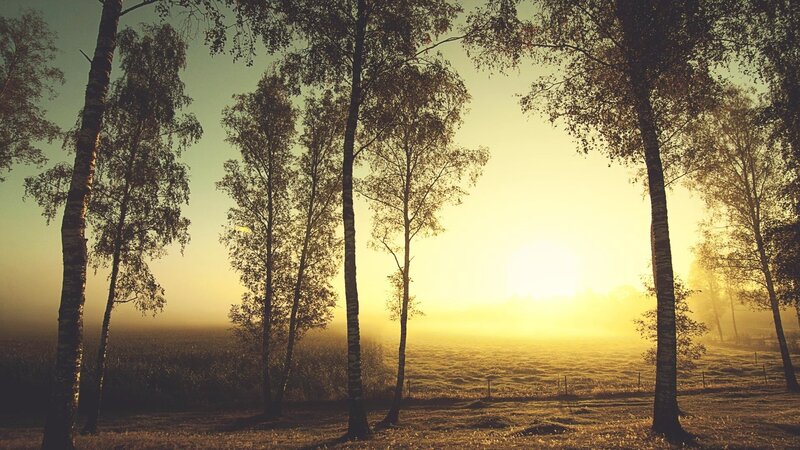 Birch Trees at Sunrise — Yellow, Serene, Photograph